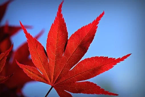 red leaf red leaf